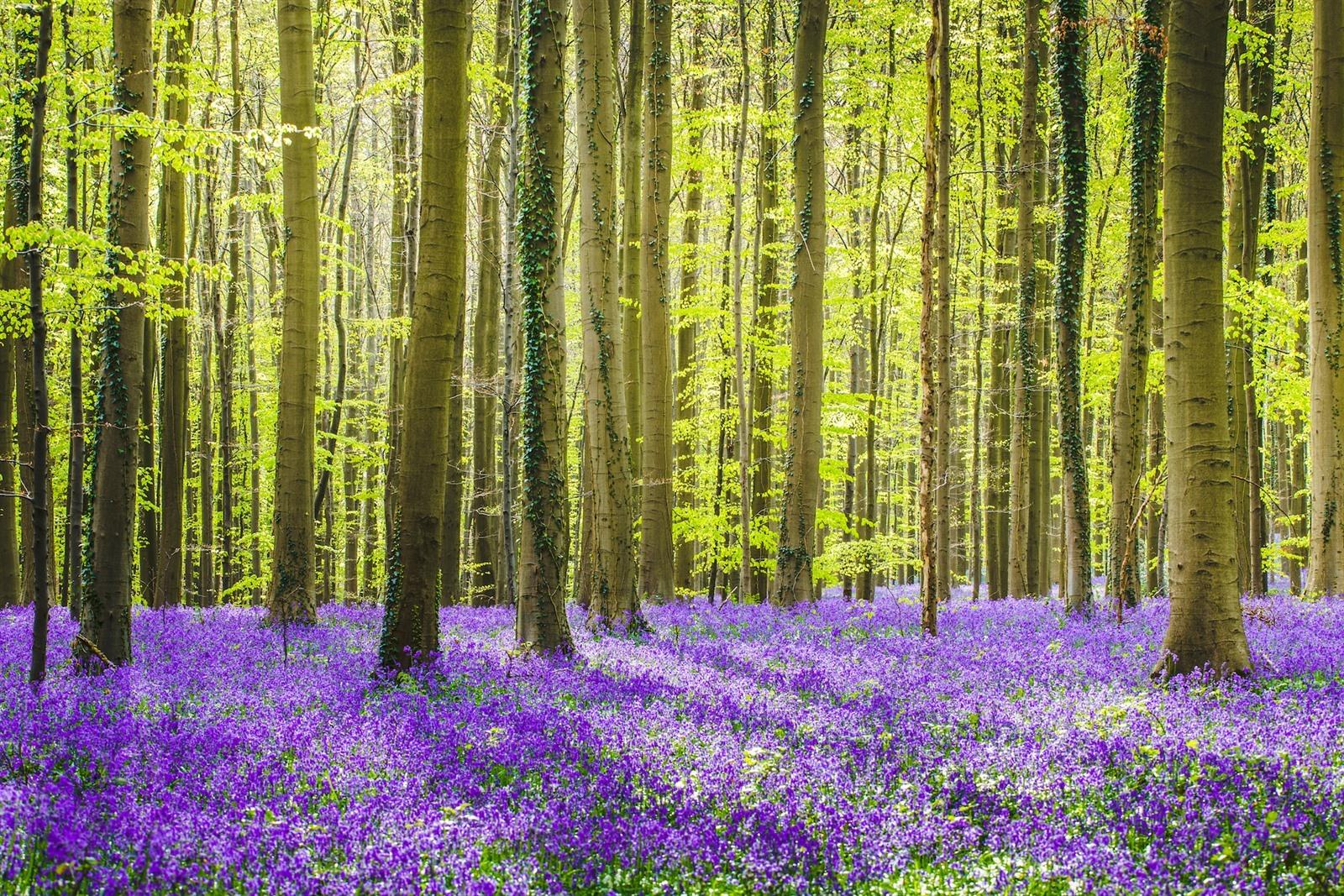 hallerbos-boshyacinten_13053_xl